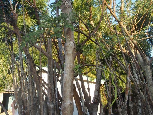 Dal Madagascar: Moringa oleifera (Moringaceae)